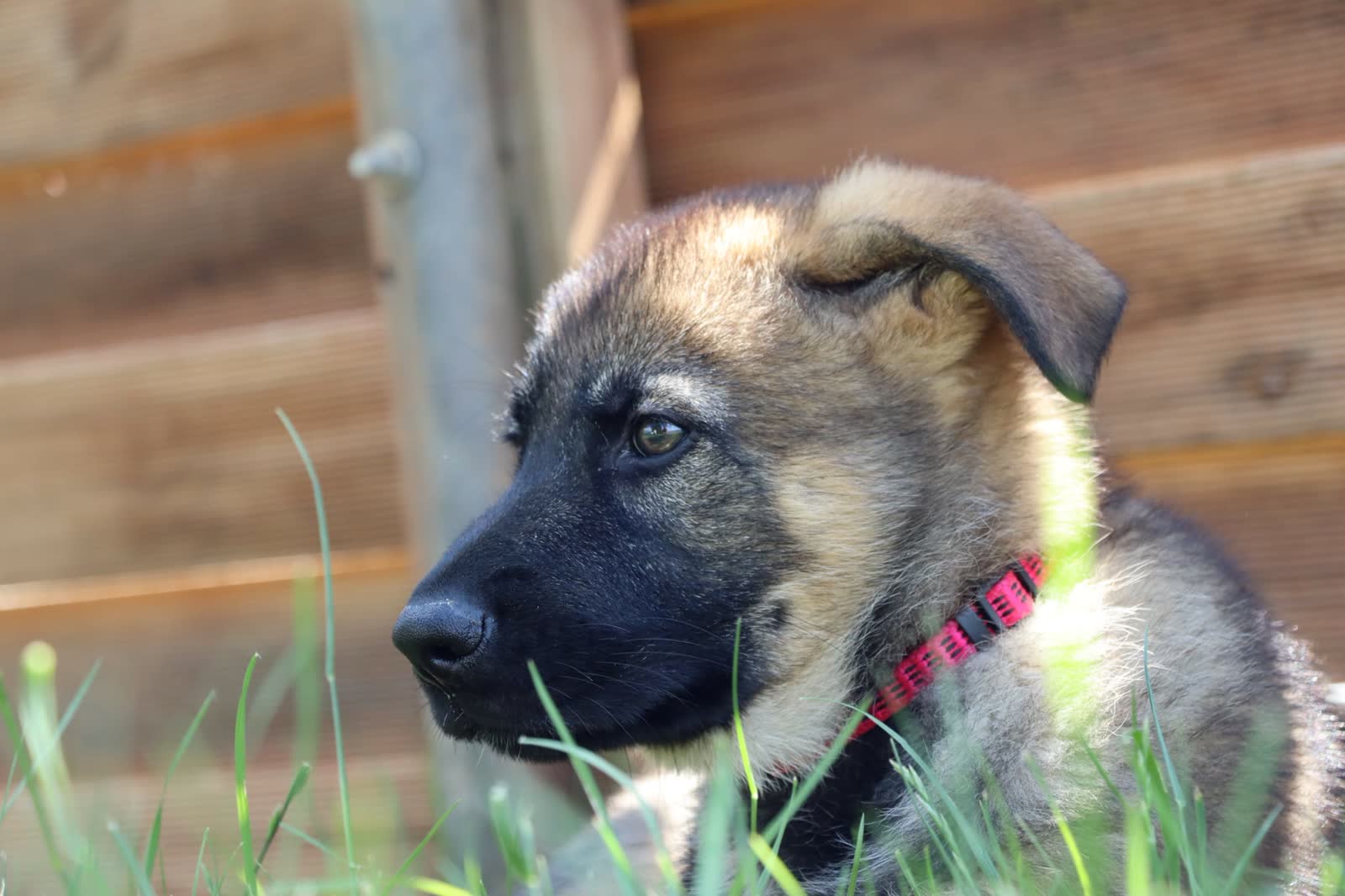 Chiot Berger Allemand De Gwada dans le jardin