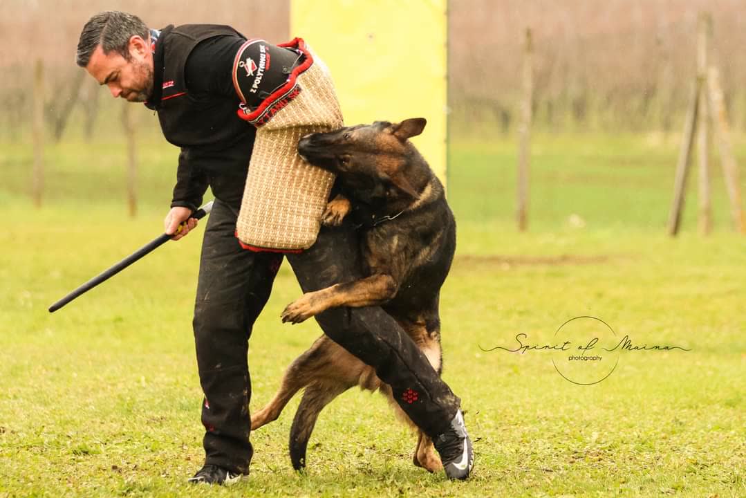 Kaiser au mordant, entraînement en club